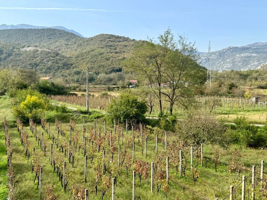 Picturesque Vineyards of Kalimut, our B&B in Virpazar