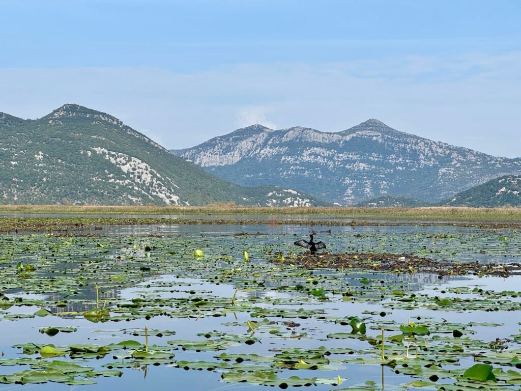Spotting Wildlife on Lake Skadar