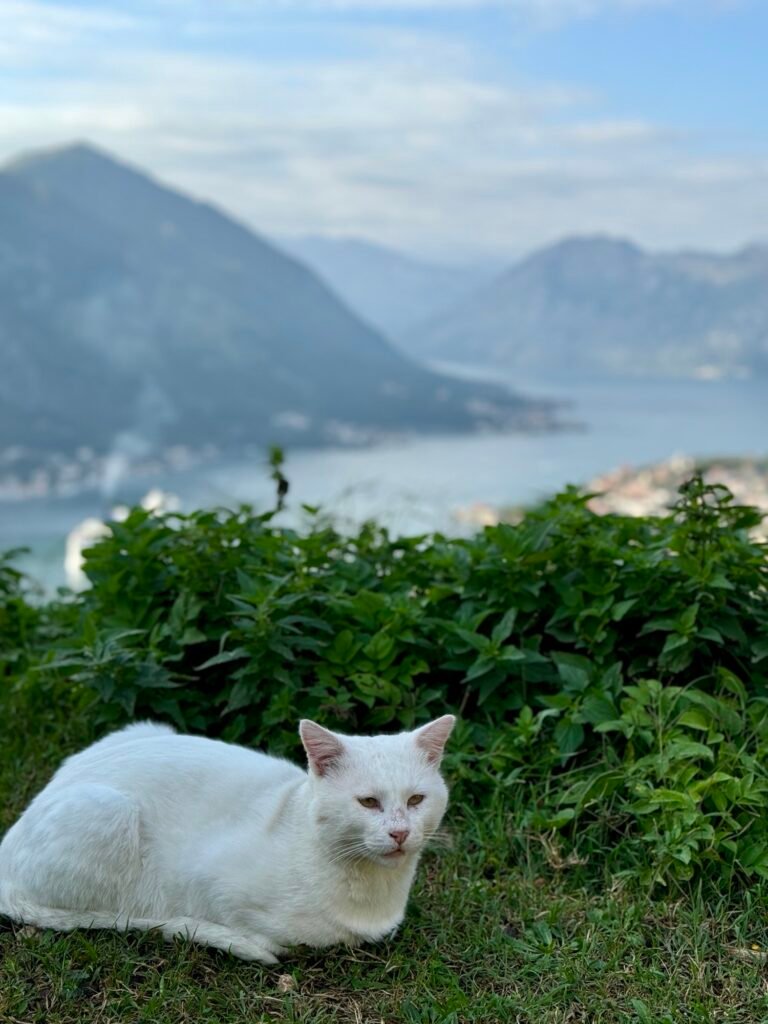 More Adorable Cats of Kotor