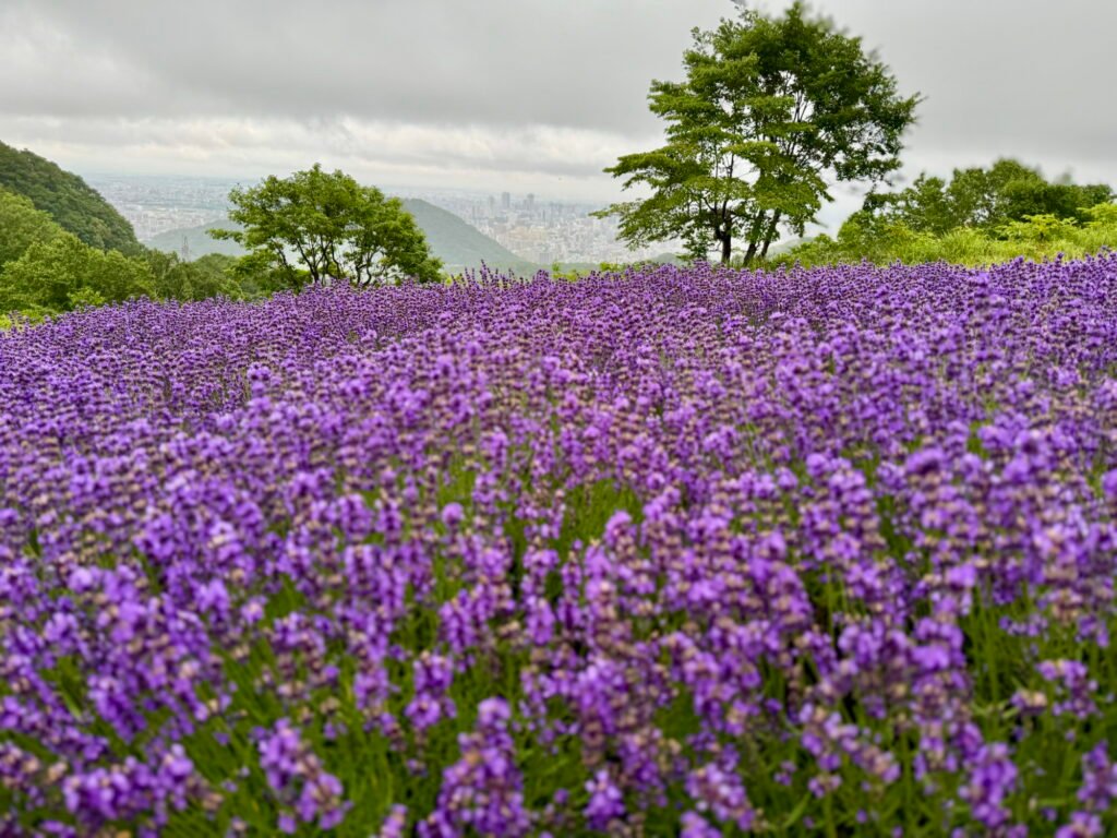 Horomitoge Lavender Garden, Hokkaido