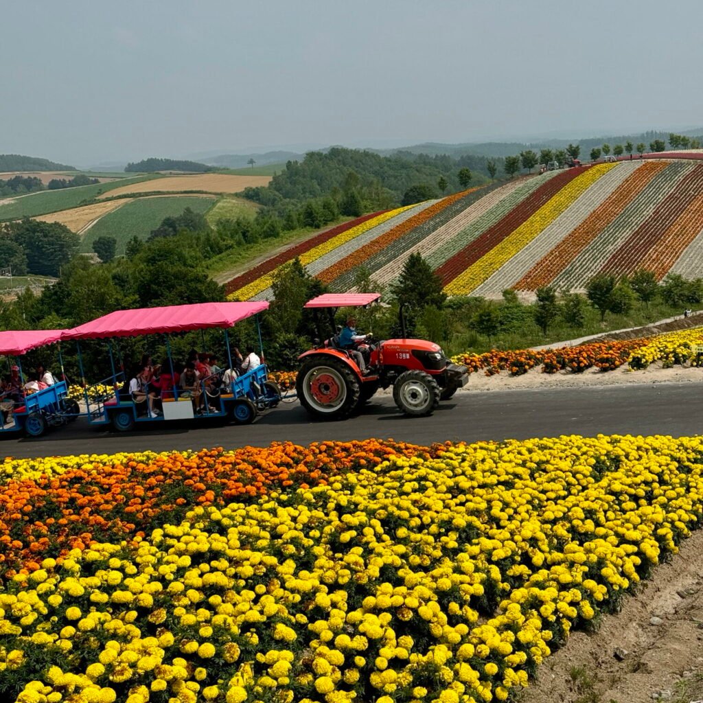 Tractor bus at Shikisai no Oka