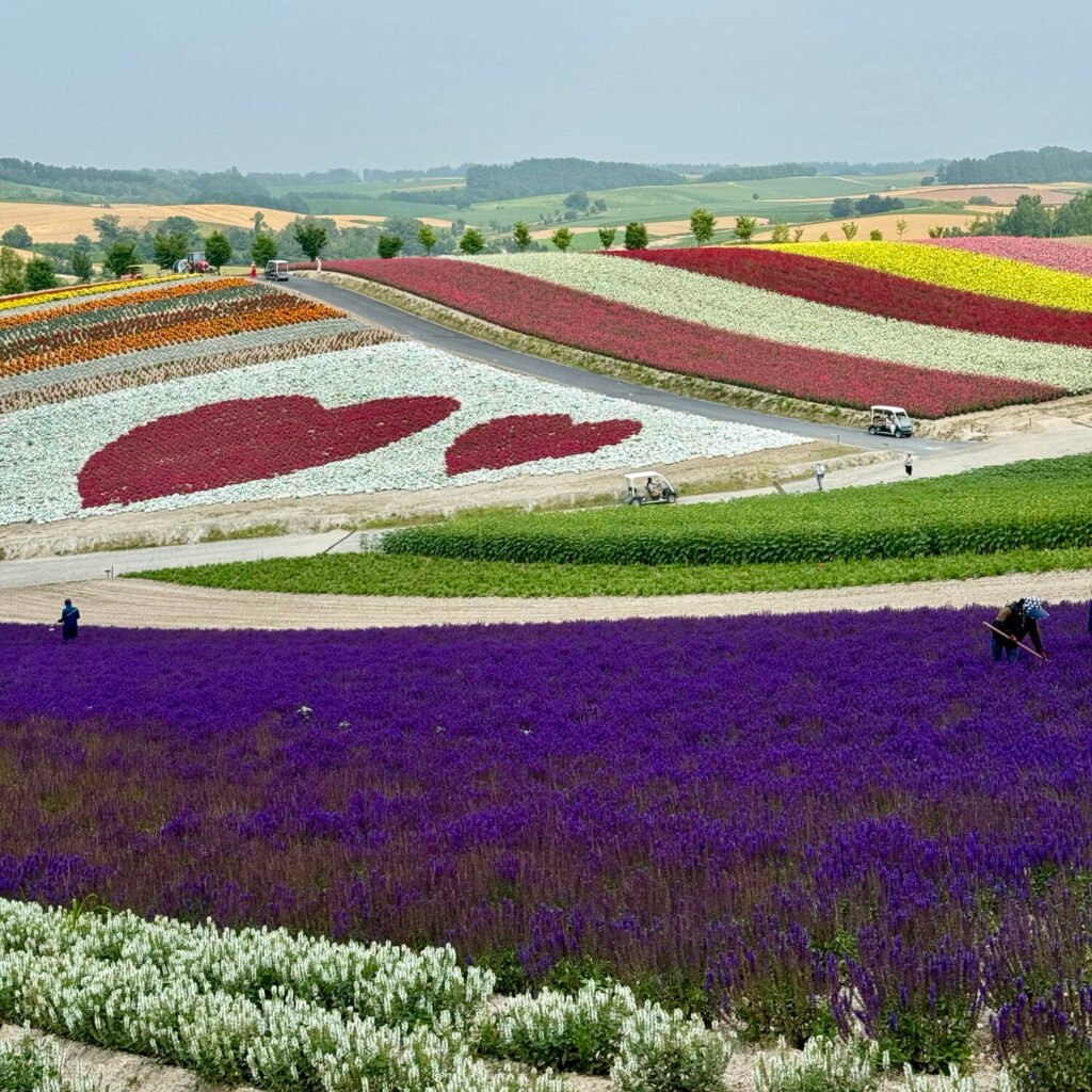 Rainbow-like flower display at Shikisai no Oka