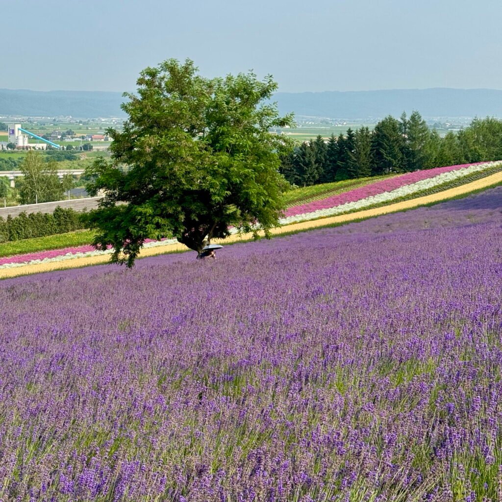 Farm Tomita, Hokkaido