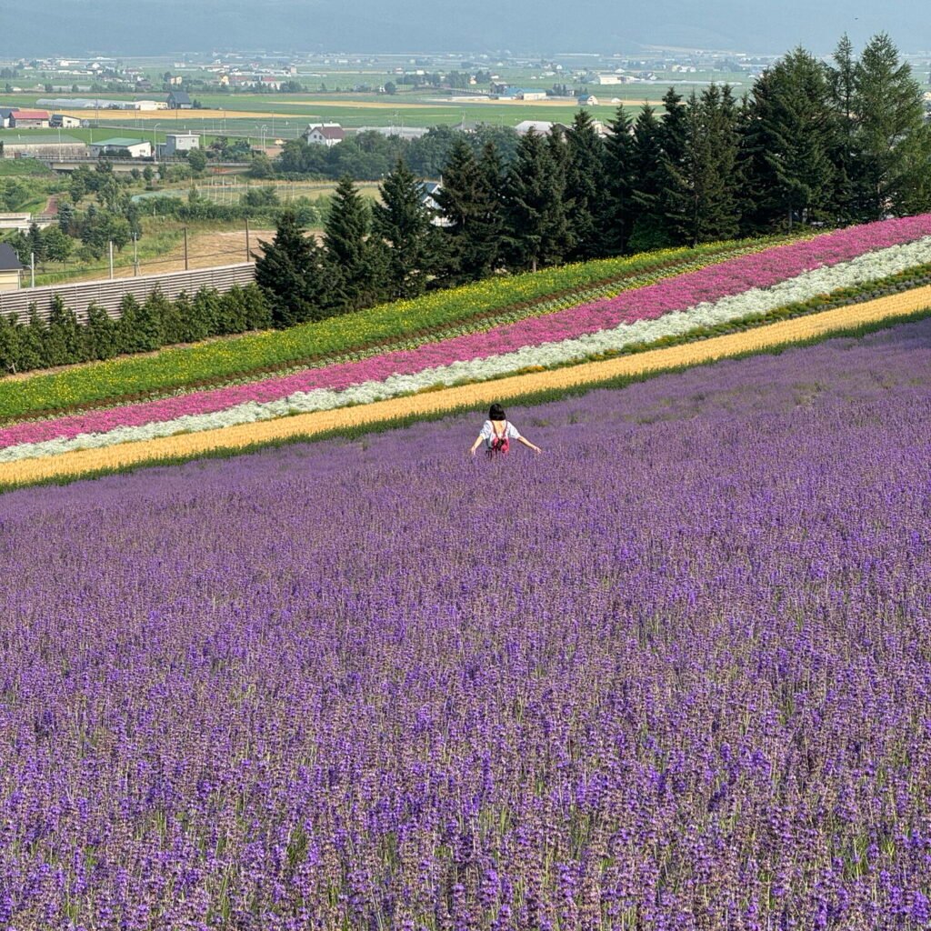 Lavender fields at Farm Tomita