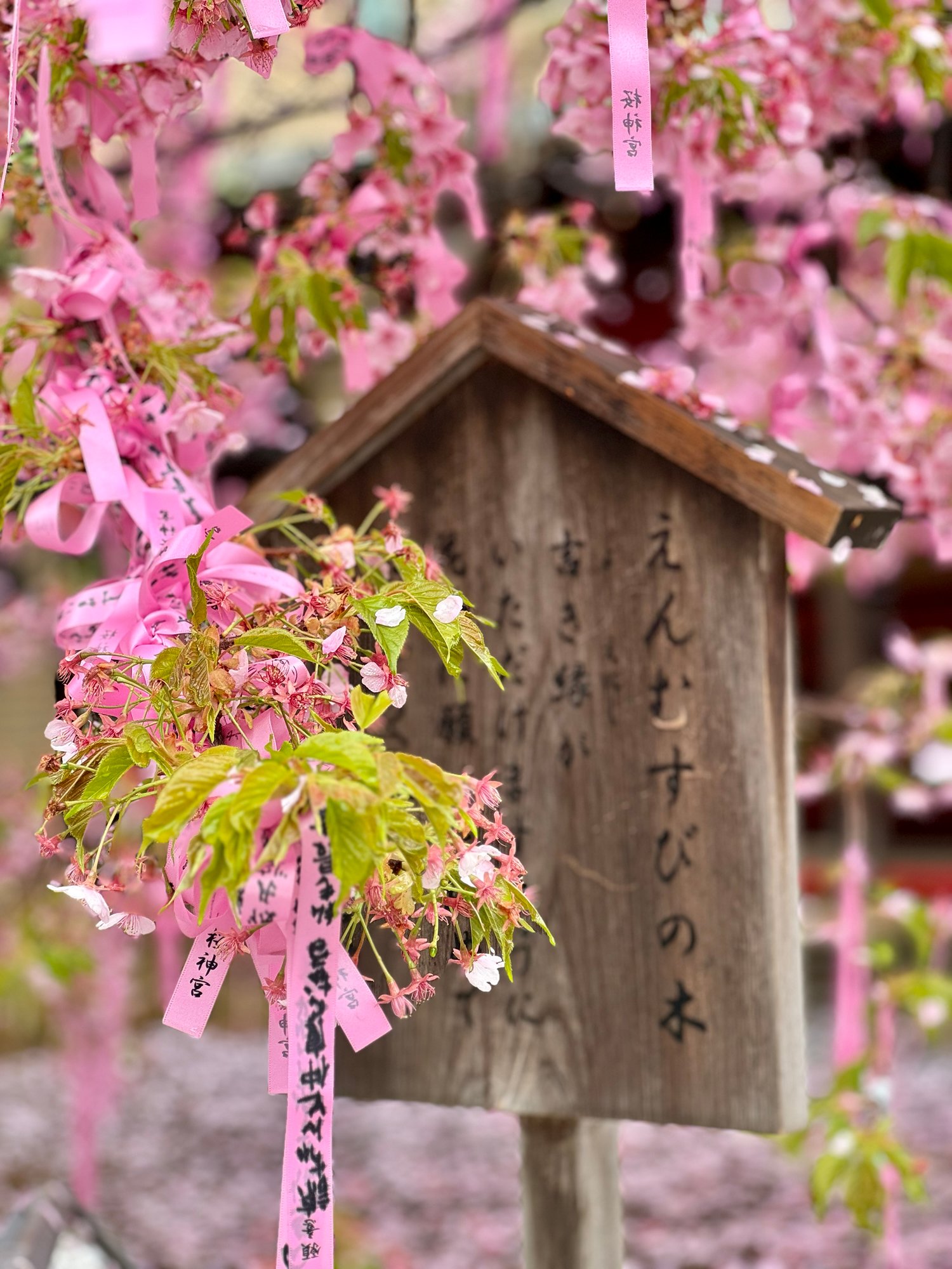 Tokyo Before the Bloom: Early Sakura & Quiet Corners in Early Spring